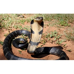 More than one in five reptile species are threatened with extinction.
Credit: Wikimedia Commons