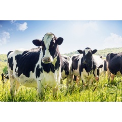 Caption:
Founded by Julia Somerdin SM �16 in 2017, the startup Labby has created MilKey, a way to help dairy farmers monitor the health of their cows.