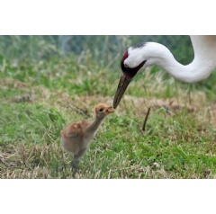 A whooping crane chick hatched May 26 at the Smithsonian Conservation Biology Institute in Front Royal, Virginia. Photo credit: Chris Crowe, Smithsonian Conservation Biology Institute