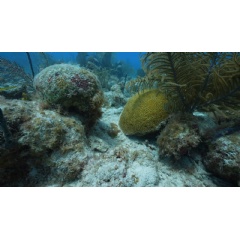 A dead coral skeleton (left) next to a healthy Diploria labyrinthiformis colony (right) � Oceana /Juan Carlos Bonilla