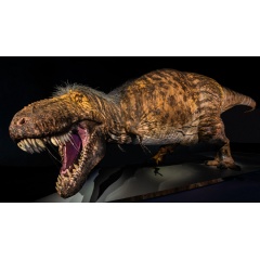 As part of the Museum’s temporary exhibition T. rex: The Ultimate Predator, which was on view from 2019-2021
D. Finnin/ ©AMNH