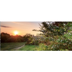 Hawthorn in flower at Stockbridge Down, Hampshire |  National Trust Images/John Miller