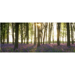 Bluebells in the early morning sun at Badbury Clump, on the Buscot and Coleshill Estates | © ©National Trust ImagesDavid Sellma