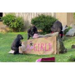 Pictured are Calaya and her newborn, Moke and Mandara. (Photo by Jen Zoon, Smithsonian’s National Zoo and Conservation Biology Institute)