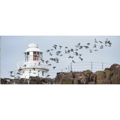 A flock of seabirds fly past the Victorian lighthouse on Inner Farne | � National Trust Images/Paul Harris
