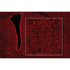 Pictured are blood vessels that now appear bright red after transduction with a gene that gives them photosensitivity. Credits:
Image: Courtesy of the researchers