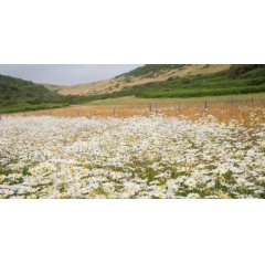 Rare grassland full of oxeye daisies and wildflowers blooms at Woolacombe, north Devon | © National Trust Images/James Dobson