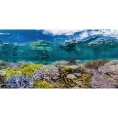 Reef-World Launches New Toolkit In Response To The Current Global
Coral Bleaching Event