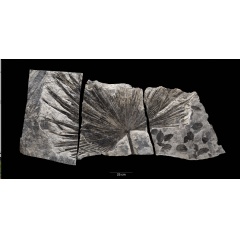 This fossil palm leaf (Sabalites sp.), discovered in Petersburg Borough, Alaska, is on display in “The David H. Koch Hall of Fossils—Deep Time” at the Smithsonian’s National Museum of Natural History.