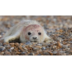 The first seal pups of the season have been born at Orford Ness in Suffolk | © National Trust/Ollie Page