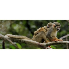 MONOS ARDILLA - A baby squirrel monkey holds on to its mother in Yasuní National Park, a biosphere reserve within the Ecuadorian Amazon. © Luis Espin /TNC Photo Contest 2019