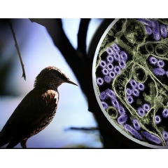 Photo wild bird. To the right is a colorized transmission electron micrograph of H5N1 virus particles (purple). H5N1 bird flu is widespread in wild birds worldwide, and in 2024 is causing a multistate outbreak in poultry and U.S. dairy cows NIAID/CDC
