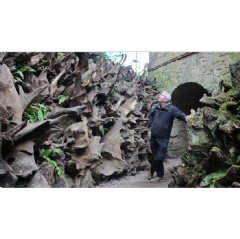 Head Gardener Paul Walton with the newly finished section of stumpery at Biddulph Grange Garden | � National Trust / Claire Humphreys