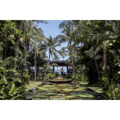 Lotus ponds at Anantara Bophut Koh Samui Resort, one of the properties featured in The White Lotus Season 3.