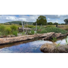 Rangers sowed and planted a variety of plants and wildflowers suitable for wetlands which are now thriving at the Stage 0 site on the Holnicote Estat | � National Trust
