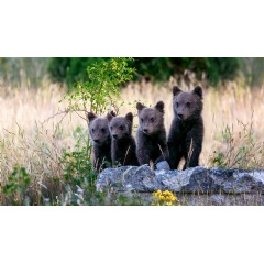 Marsican brown bears, a subspecies that is near extinction, live mostly in Italy’s Abruzzo, Lazio and Molise National Park. (Credit: Luigi Filice for Salviamo L’Orso)