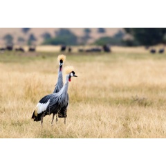 African Crowned Crane (Balearica regulorum) at Ol Pajeta Conservancy, Kenya. © Harish Segar / WWF.