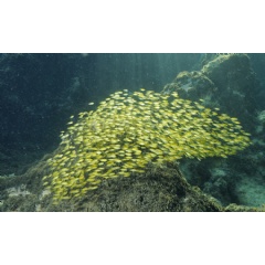 Usually found in tropical waters, invasive rabbitfish have colonized large stretches of the coast of T�rkiye