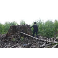 Rainforest Tree Stump Stands in a Forestry Concession in West Kalimantan
© Greenpeace