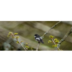 A male pied flycatcher | © Kev Dunnington