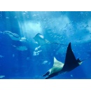 Explore Asias Aquatic Wonders with Agodas Curated Aquarium Picks