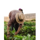 Key Insights and Takeaways from the #IGrowYourFood 2025 Webinar