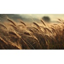 New report dispels myths about using first-generation agricultural biomass