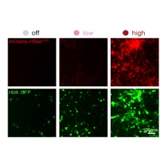 MIT engineers developed a way to set gene expression levels at off, low, or high. Using skin cells, the researchers delivered a cocktail (labeled with a red fluorescent protein, top row)...*
Credit: Courtesy of the researchers