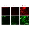 A new system can dial expression of synthetic genes up or down