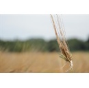 Carlsberg Research Laboratory Shares Breakthrough Discovery to Help Secure Crop Resilience Amidst Climate Change