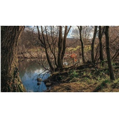 Woodlands at Cwmbach Community Wetlands. Credit: Robert Hollidge.