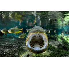 Dorado in the Olho-dgua River. Cabeceira do Prata Ranch Private Natural Heritage Reserve, Jardim, Mato Grosso do Sul, May 2013  Luciano Candisani
 Luciano Candisani / Documenta Pantanal