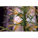 Plant scientists tackle major threat to UK wheat