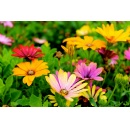 eDreams ODIGEO becomes highest-rated travel brand in the United States as it earns renewed BBB accreditation