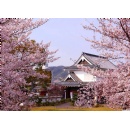 Agoda Observes Blooming Interest in Last-Minute Travel for Japan�s Cherry Blossom Season