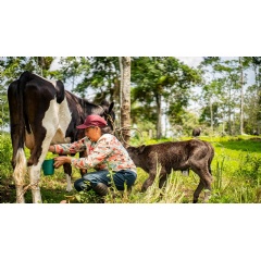 Women cattlers like Florita Gallegos adopt practices in the Amazon region that combine trees with livestock and forage, helping prevent soil erosion, provide natural shade for animals, maintain biodiversity, and increase farm productivity. �UNDP