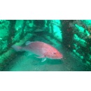 NEWS: Ocean Conservancy Opposes Shortsighted Red Snapper Exemptions