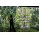 VicScreen backs exhibition of immersive expansion of award winning documentary The Giants