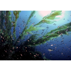 NGOs Release New Recommendations for Marine Carbon Dioxide Removal Field Experiments