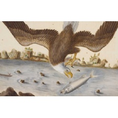The Bald Eagle, Mark Catesby, 1722-26 � Royal Collection Enterprises Limited 2026 | Royal Collection Trust
� Royal Collection Trust