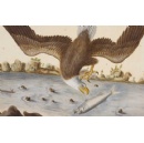 Becoming America: How science shaped a nation, supported by Griffin Catalyst, to open at the Science Museum this October
