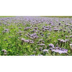 Solutions to improve nitrogen efficiency