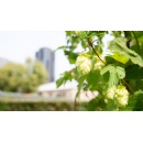 Carlsberg Research Laboratory unlocks the genetic code of hops, helping protect the future of beer in a warming world