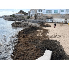 GMV leads the technological fight against the invasive seaweed threatening marine biodiversity