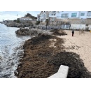 GMV leads the technological fight against the invasive seaweed threatening marine biodiversity