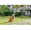 Avani Puts a �Paws� on Pet Fees as Dogs Stay Free for International Dog Day
