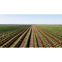 La Caisse and GO.FARM launch AUD 330 million platform to invest in Australian permanent crops