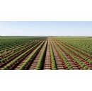 La Caisse and GO.FARM launch AUD 330 million platform to invest in Australian permanent crops