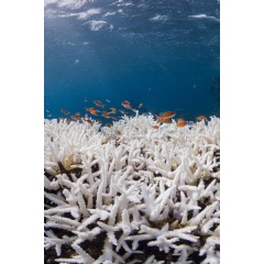 �Our Ocean is Running A Fever�
