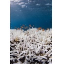 �Our Ocean is Running A Fever�